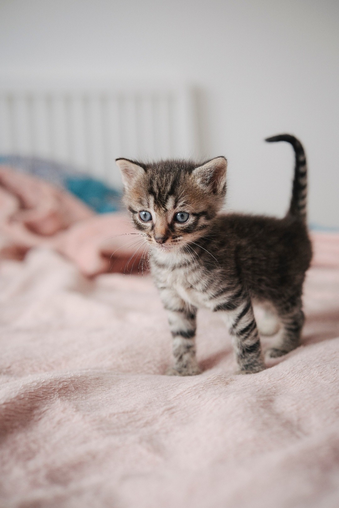 Tortoiseshell Persian Kitten
